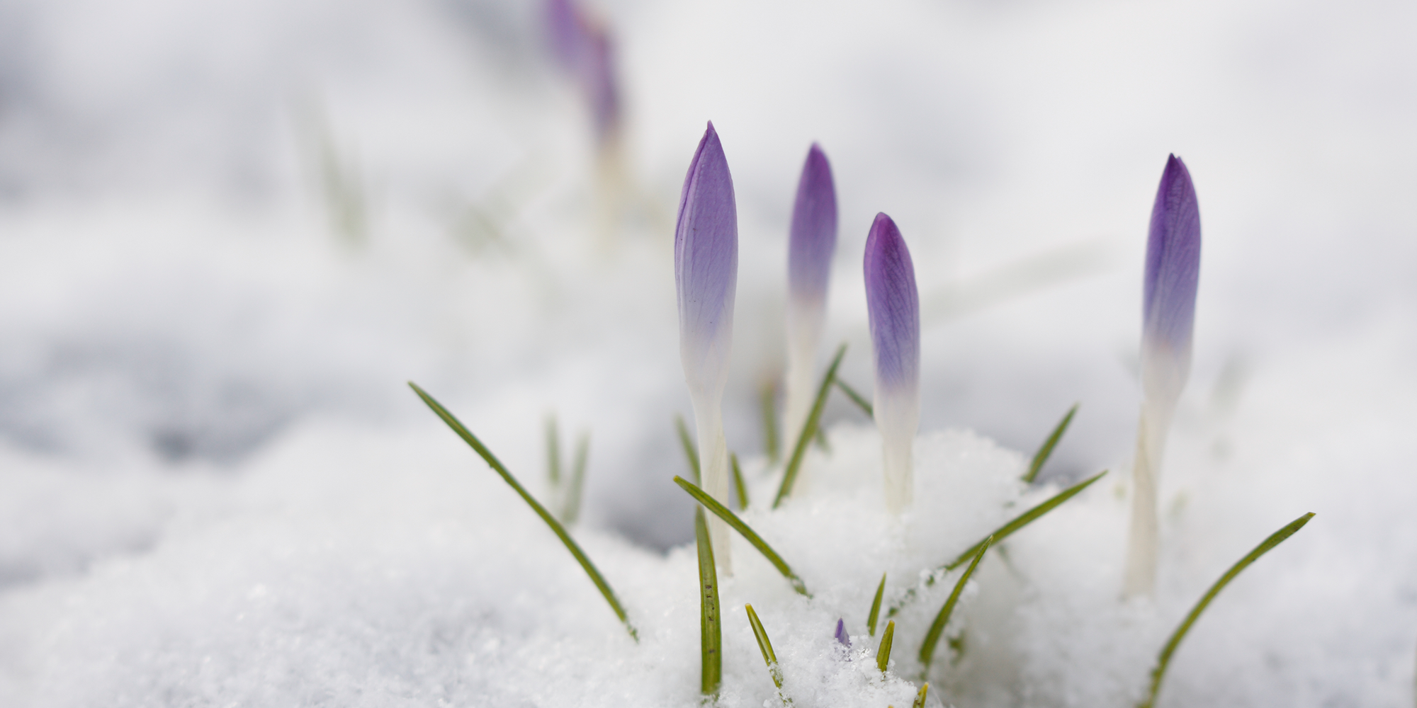 Krokusse im Schnee