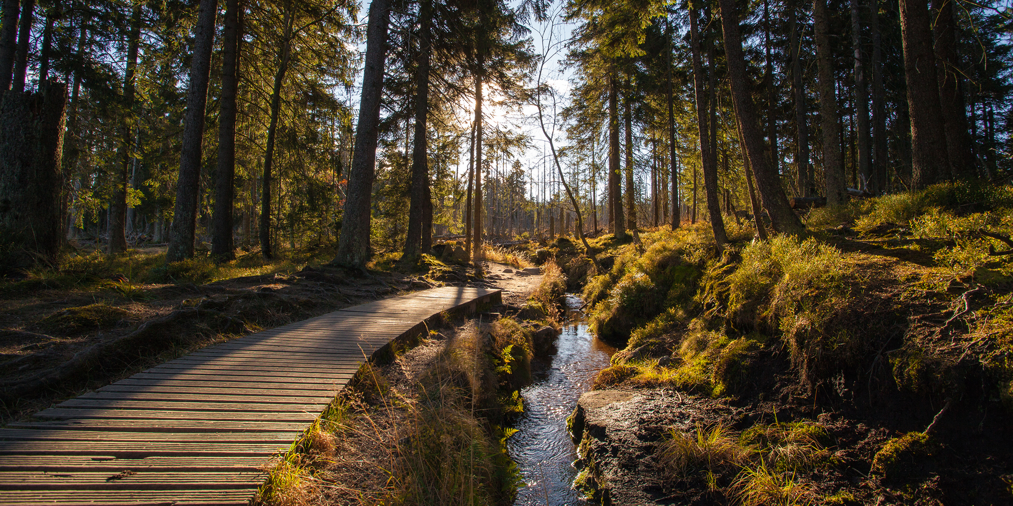 Bach in Deutschland: Die Wasserknappheit bedroht kleine Wasserkreisläufe